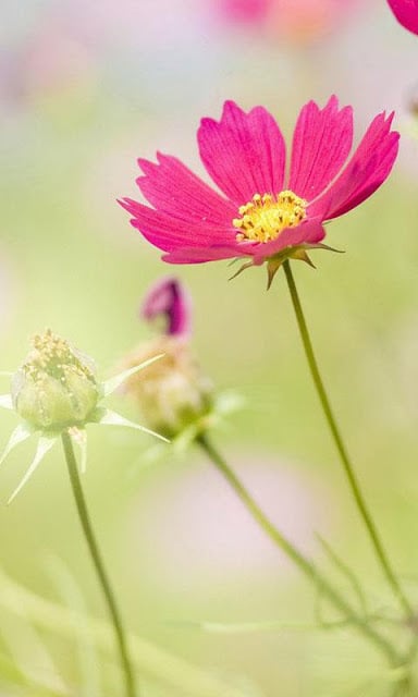 Flower Wallpapers HD截图5