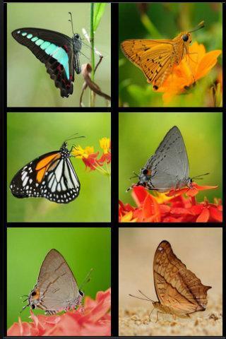 Butterfly Wings截图3