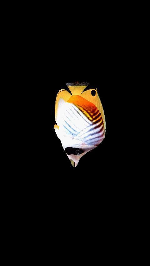 Butterflyfish2截图1