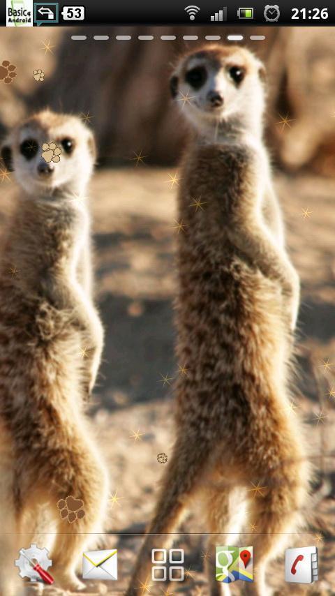 Meerkat Live Wallpaper截图5