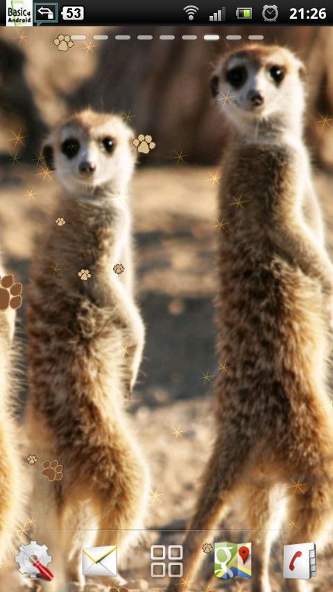 Meerkat Live Wallpaper截图4