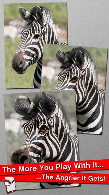 Angry Zebra Free!截图2