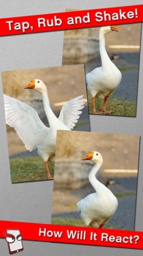 Angry Goose Free!截图4