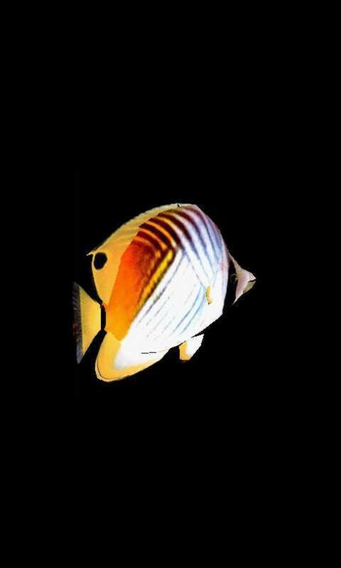 Butterflyfish2_lwp截图2