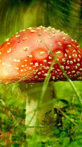 Mushroom WhatsApp Wallpapers截图1