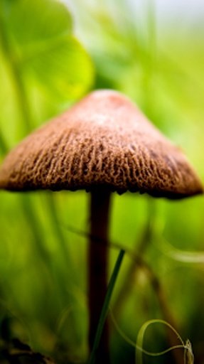 Mushroom WhatsApp Wallpapers截图2