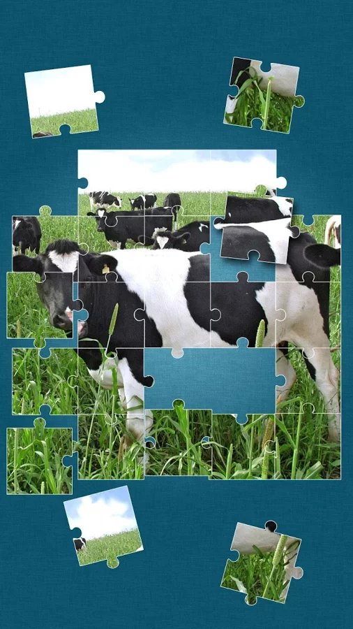 Cows Jigsaw Puzzle截图1