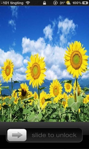 Sunflower Lock Screen截图4