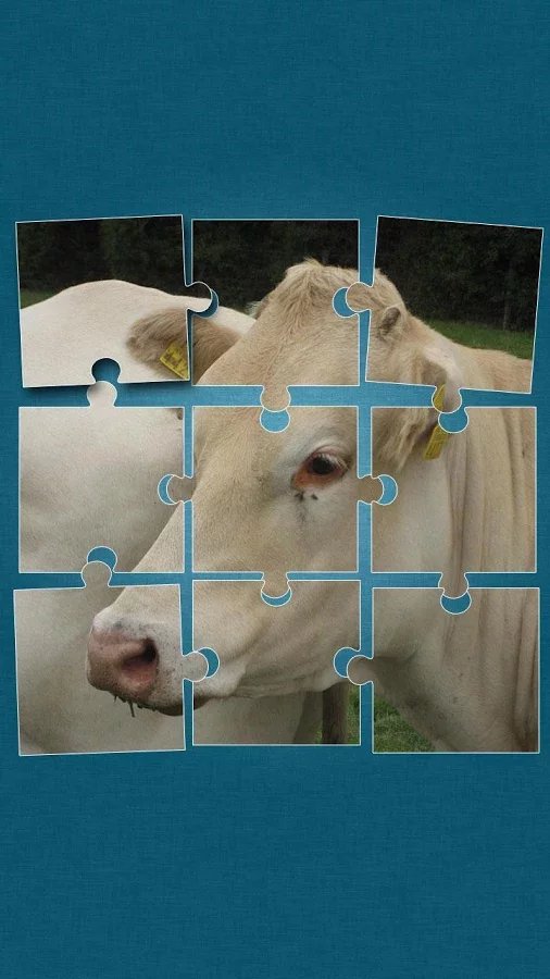 Cows Jigsaw Puzzle截图6