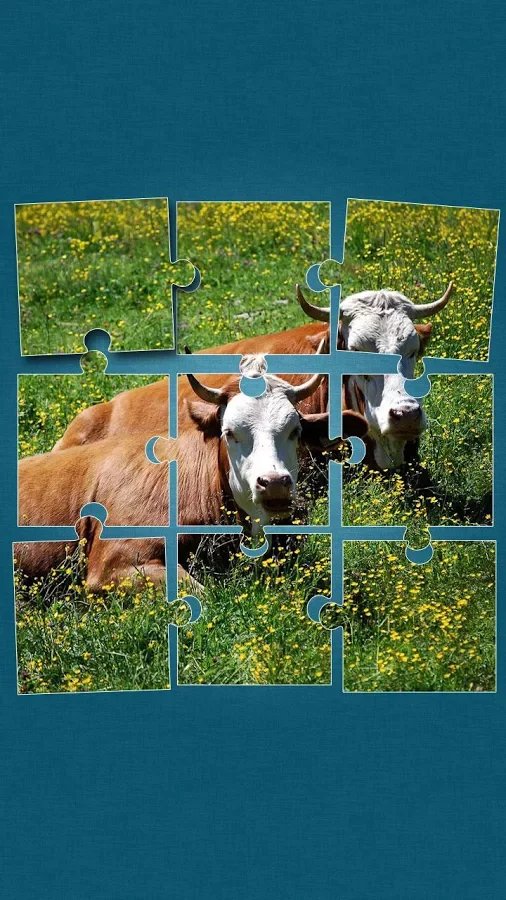 Cows Jigsaw Puzzle截图2