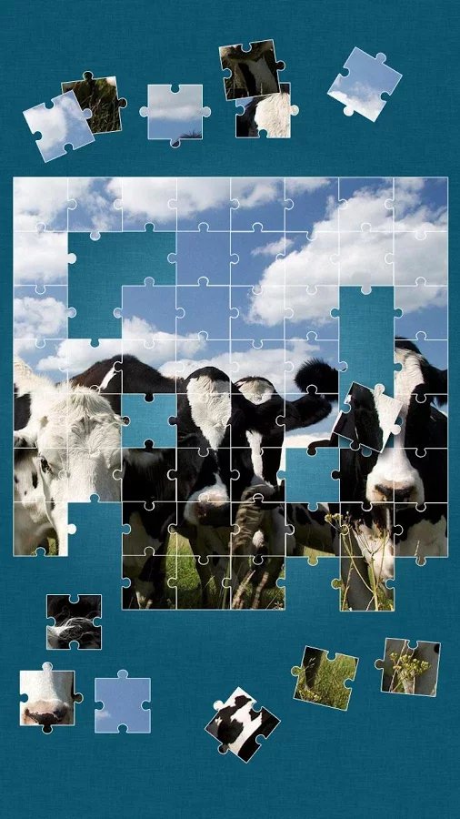 Cows Jigsaw Puzzle截图5