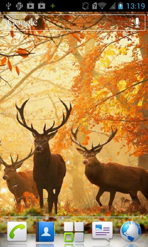 Deer HD Live Wallpaper截图1