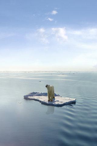 Polar Bear Wallpaper截图1