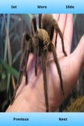 Tarantula Wallpapers HD截图2