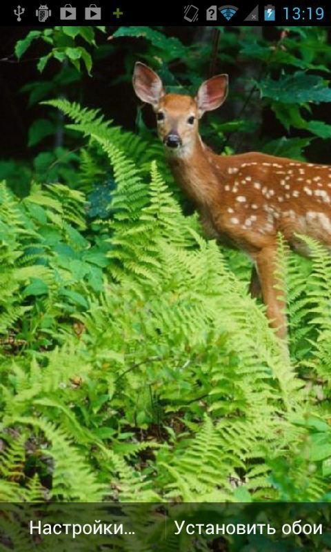 Deer HD Live Wallpaper截图2