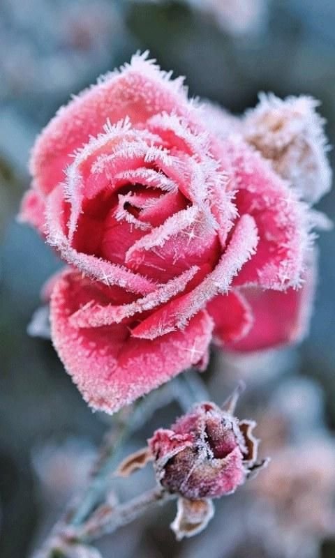 Frosted Rose Live Wallpaper 1截图1