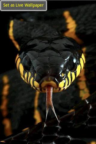 Angry Snake截图1