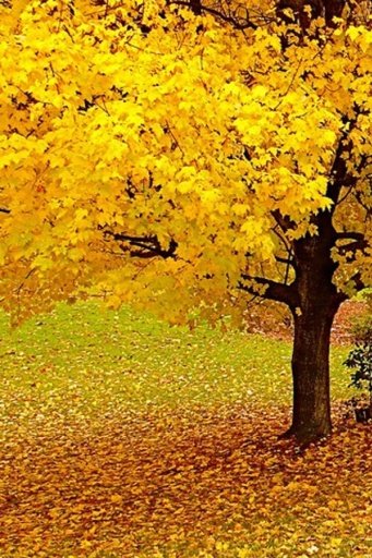 Autumn Live Wallpaper截图6