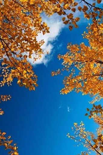 Autumn Live Wallpaper截图3