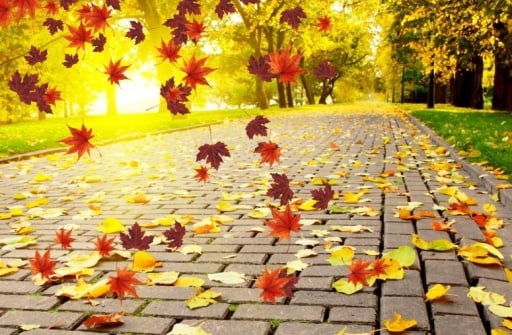 Live autumn Falling leaves截图2