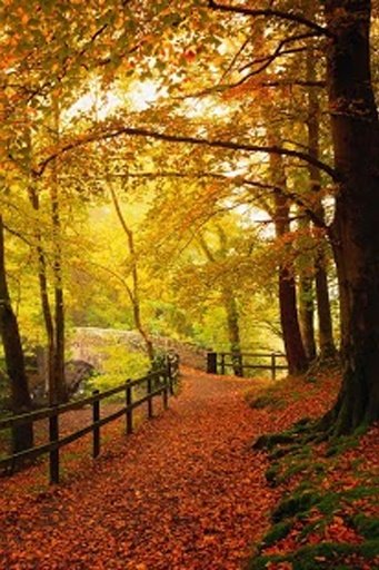 Autumn Live Wallpaper截图4