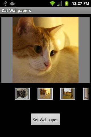 Cat Wallpapers截图4