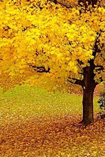 Autumn Live Wallpaper截图1