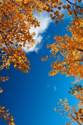 Autumn Live Wallpaper截图7