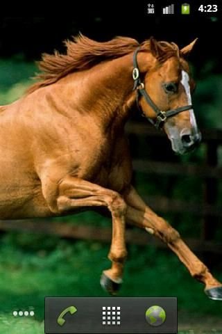 Horse HD Live Wallpaper截图1