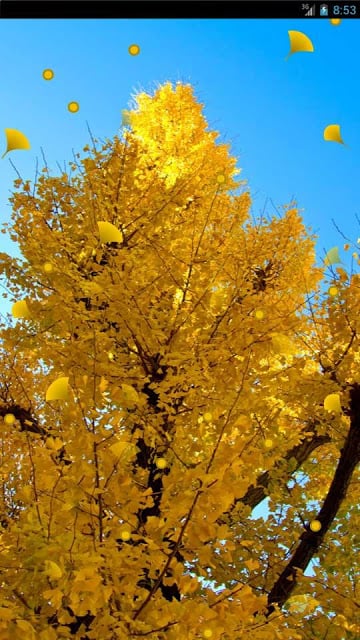 engawa -Autumn LiveWallpaper-截图4