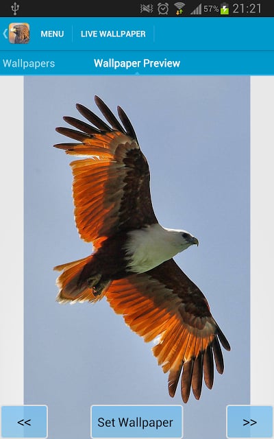 Eagles Wallpapers截图4