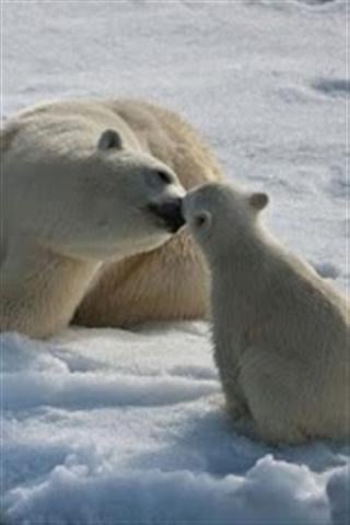 Animal Kiss Wallpaper截图5