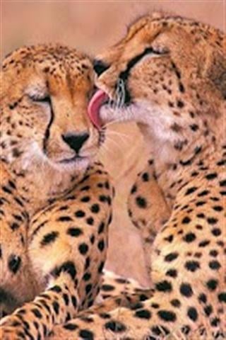 Animal Kiss Wallpaper截图2