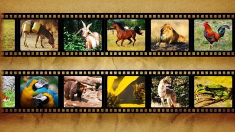 Best Animal Sounds截图11