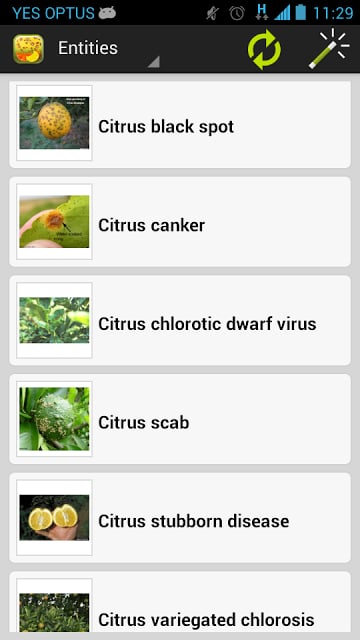 Citrus Diseases Key截图3