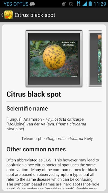 Citrus Diseases Key截图4