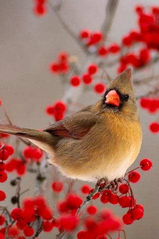 Singing Birds Live Wallapaper截图7