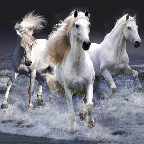 Yo Jigsaw Puzzle: Horses截图3