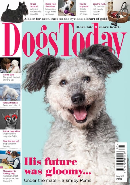 Dogs Today截图10