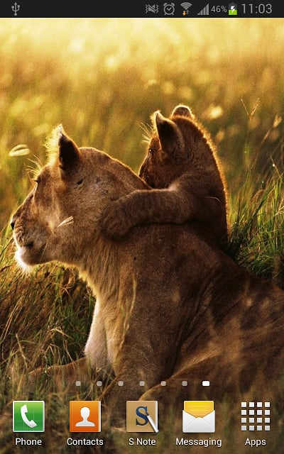 Amazing Lions Wallpapers截图4