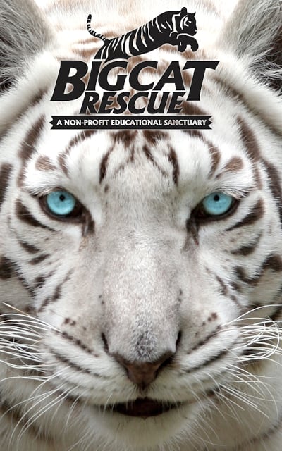 Big Cat Rescue截图1