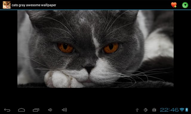 Cats wallpapers截图11