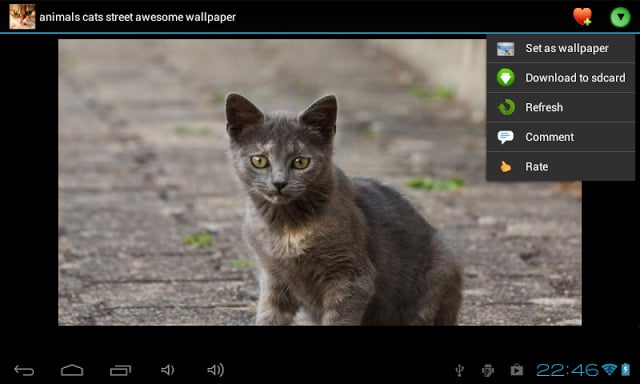 Cats wallpapers截图7