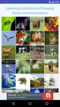 Learning Animals and Insects Flash Cards截图1