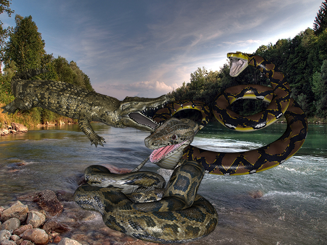 Anaconda Crocodile Battle截图2