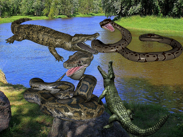 Anaconda Crocodile Battle截图4