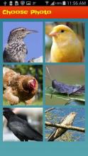 Bird's Picture Puzzle Game - IQ Test For Brain截图3