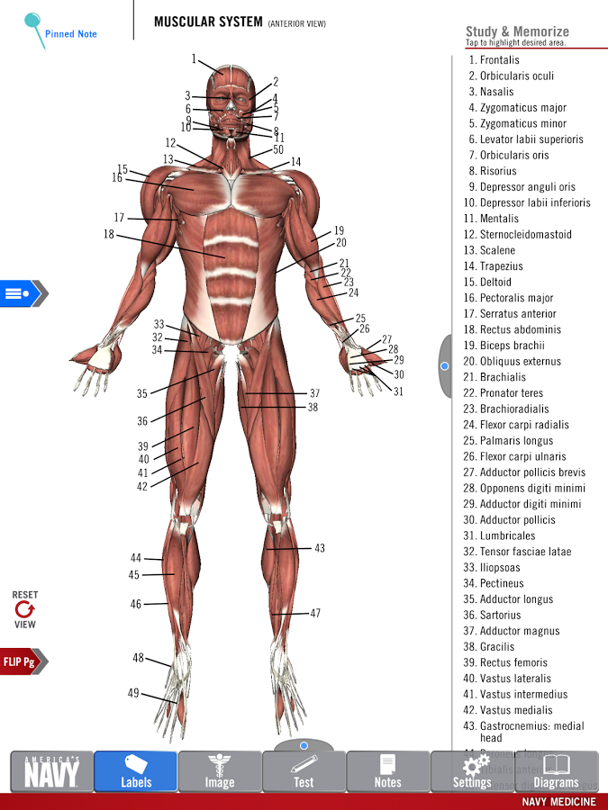 Anatomy Study Guide截图2