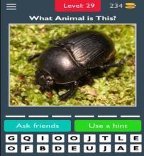 Best Animals Quiz截图2