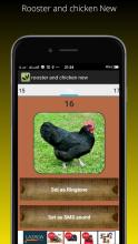 Rooster and chicken New截图3